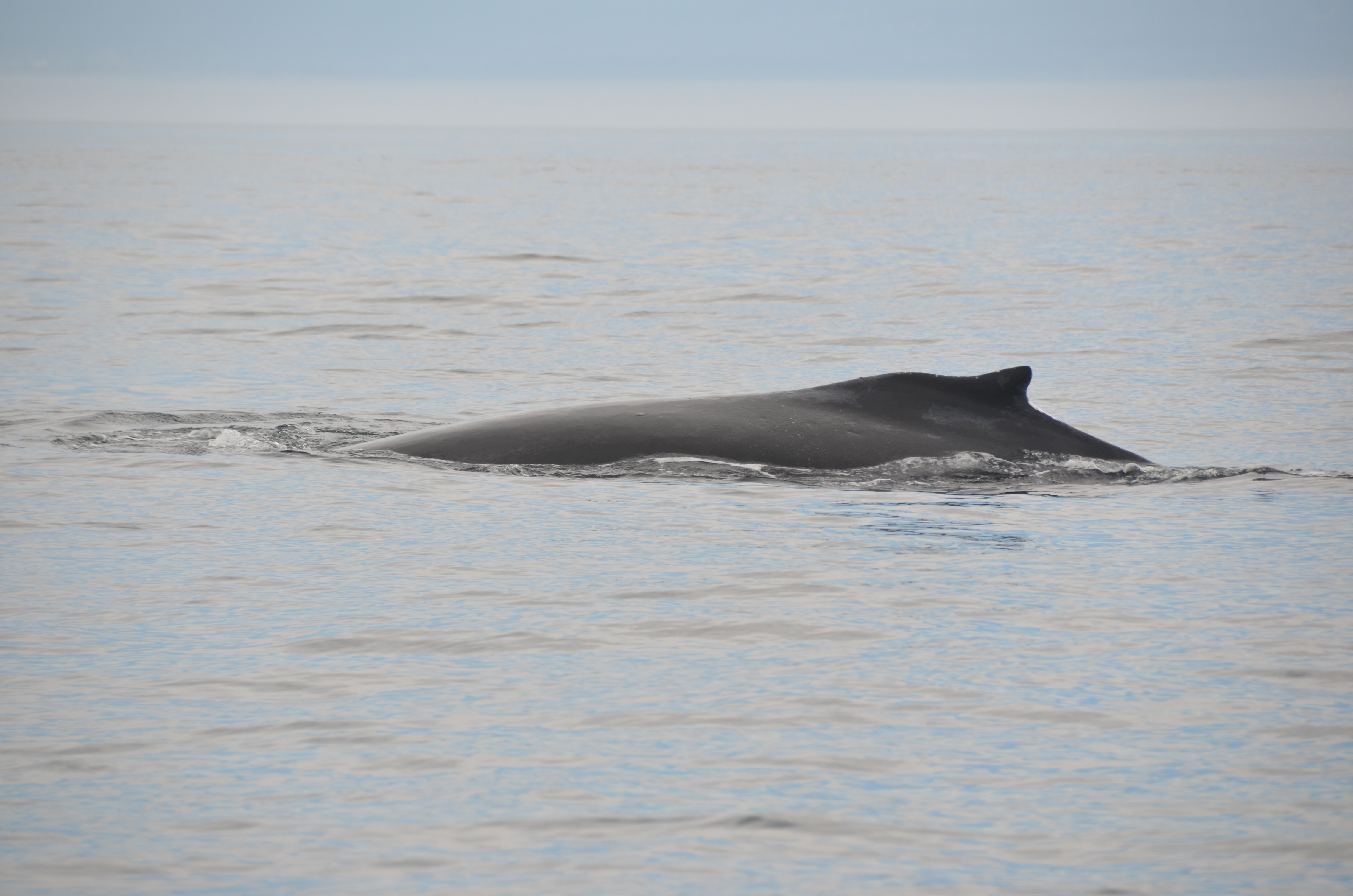 photos/wildlife/Mammal_Species/Humpback Whale/DSC_0013.JPG